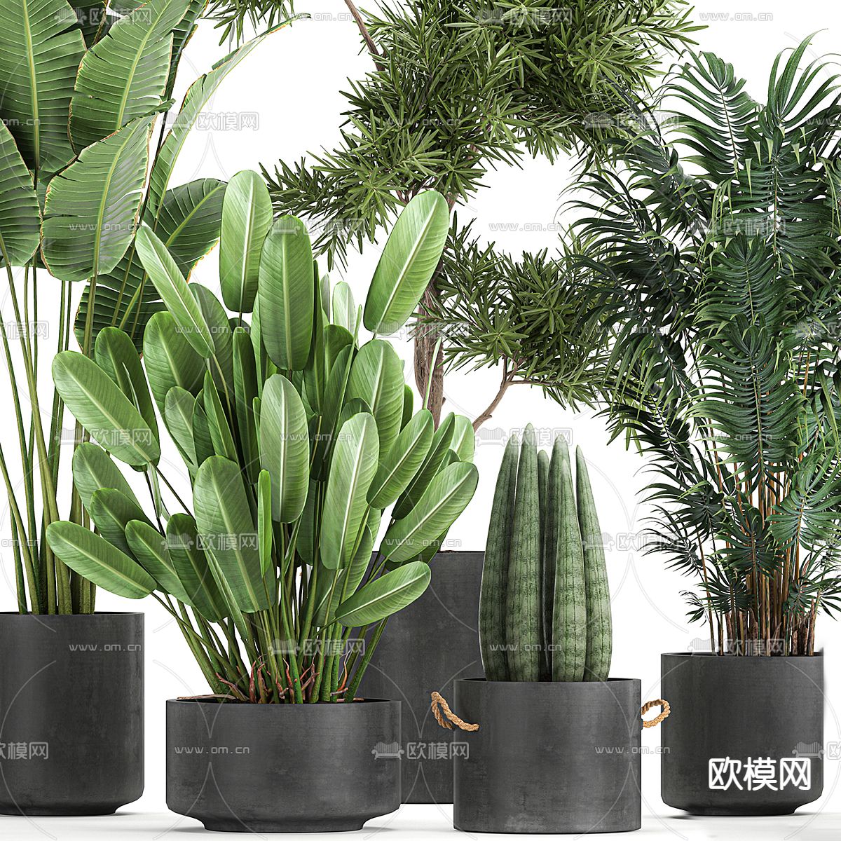 盆栽 盆景 旅人蕉 散尾葵3d模型下载（渲染图2）