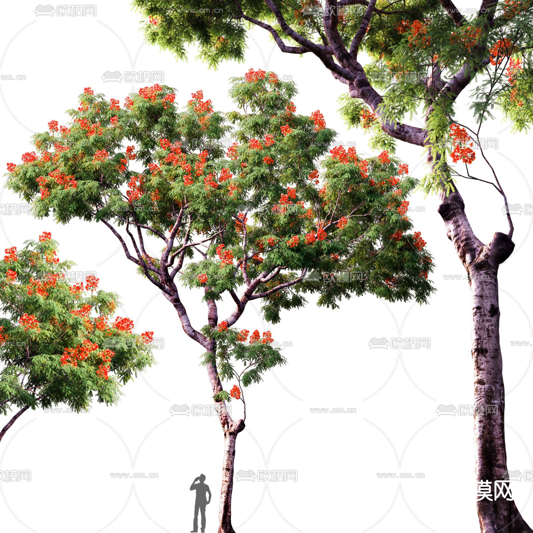 凤凰木 景观树 大树3d模型下载_ID14040810_3dmax免费模型-欧模网