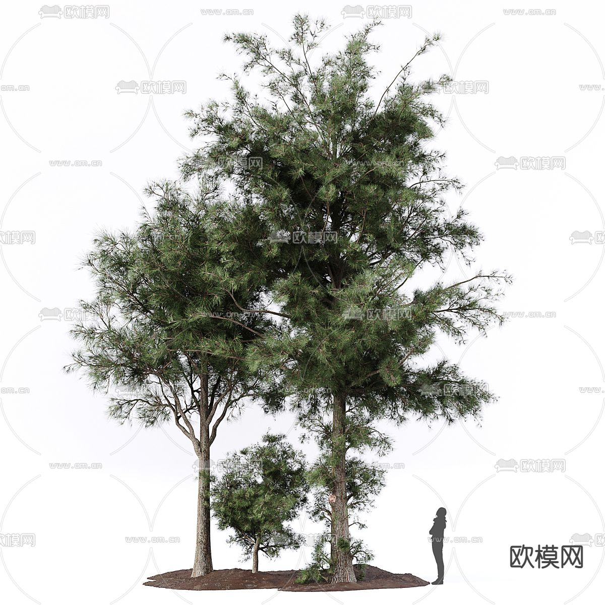 景观树 乔木 树木3d模型下载（渲染图1）