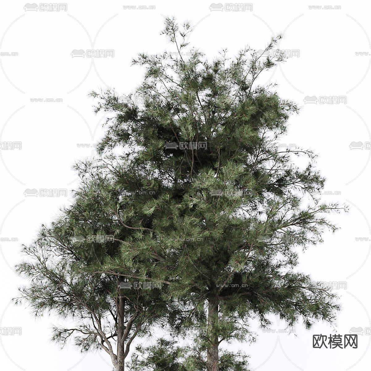 景观树 乔木 树木3d模型下载（渲染图4）