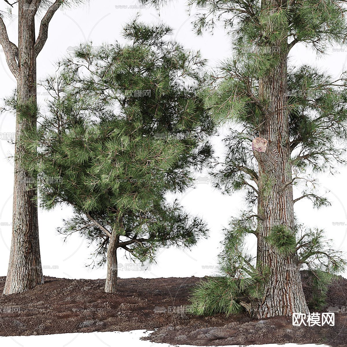 景观树 乔木 树木3d模型下载（渲染图2）