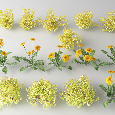  现代花草 野花su模型 