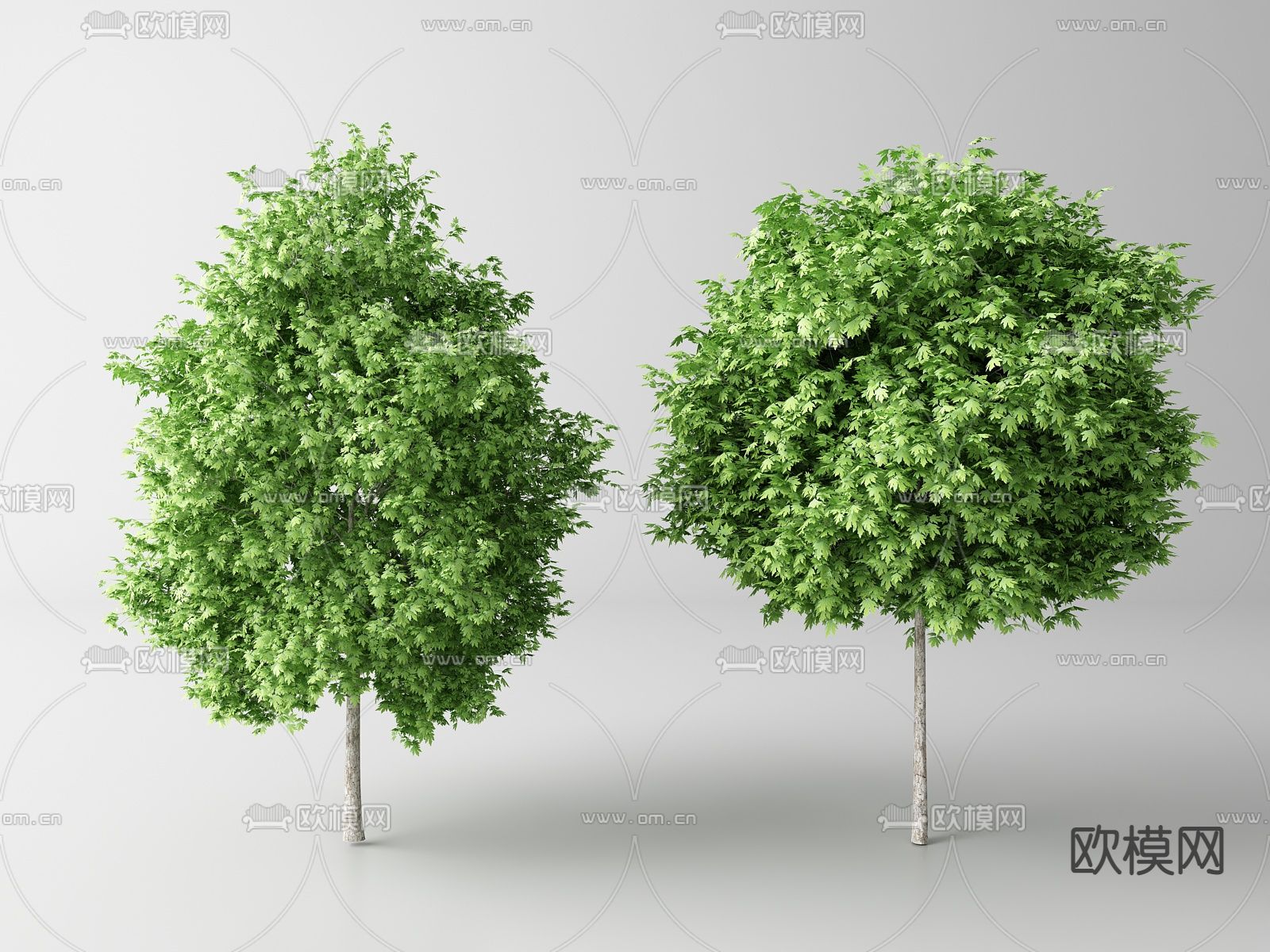 景观树 树木 乔木su模型下载（渲染图1）