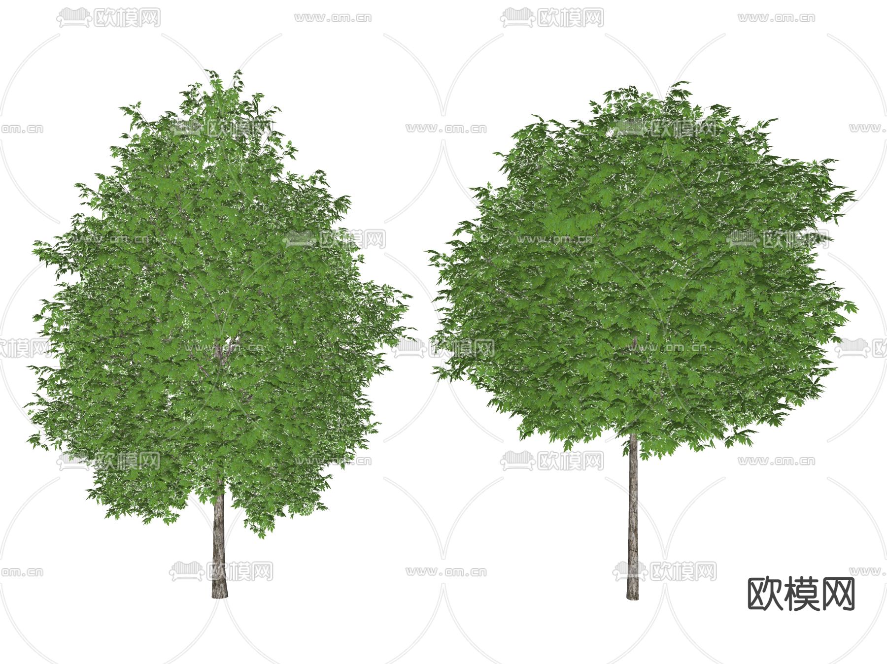 景观树 树木 乔木su模型下载（渲染图2）