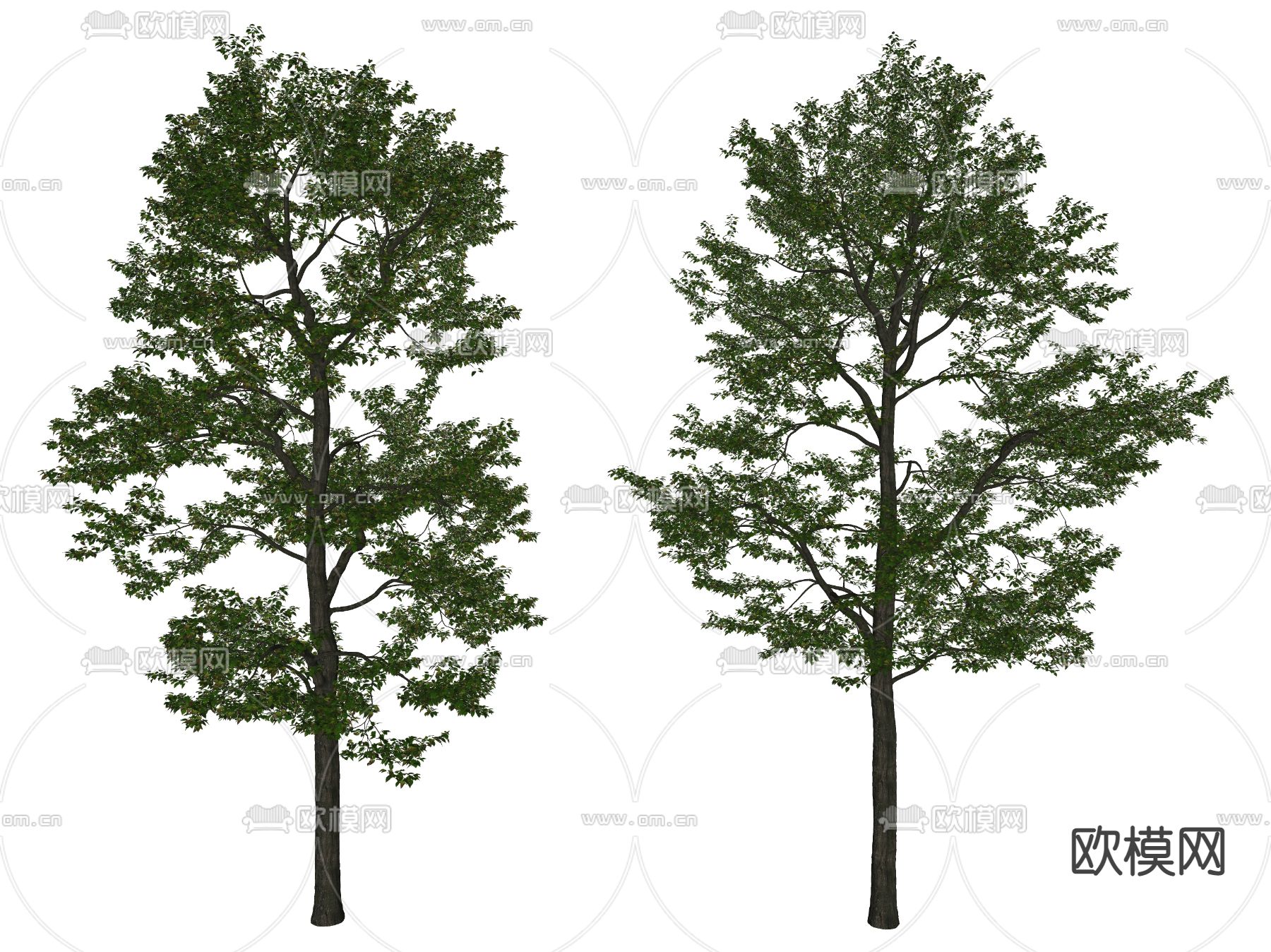 现代景观树 树木su模型下载（渲染图2）