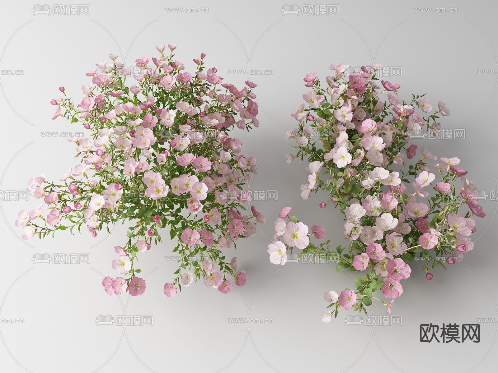 现代花草 野花su模型下载（渲染图1）