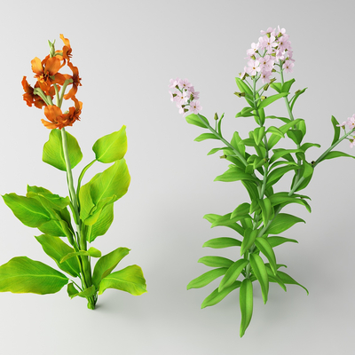  现代花草 野花su模型 