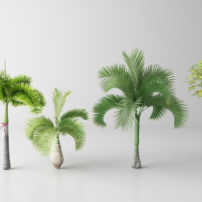  现代棕榈树 热带树木 椰子树su模型 