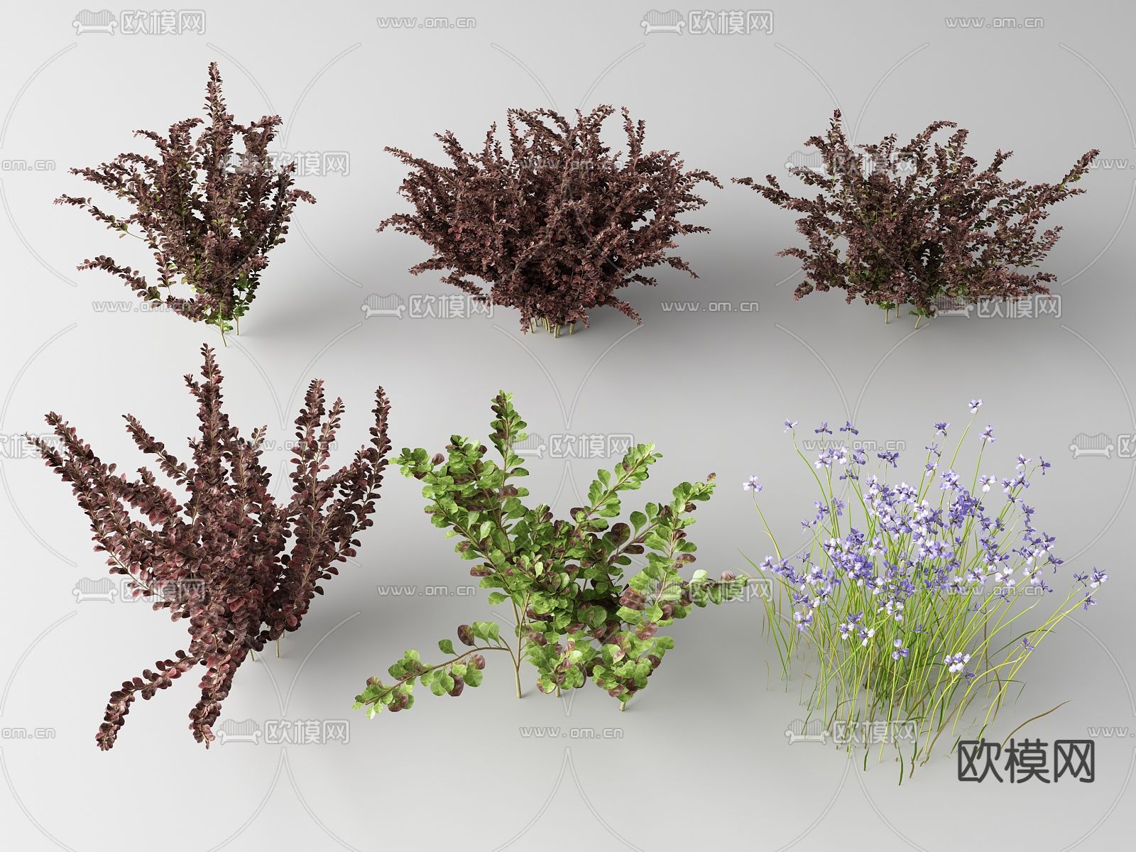 现代花草 野花su模型下载（渲染图1）