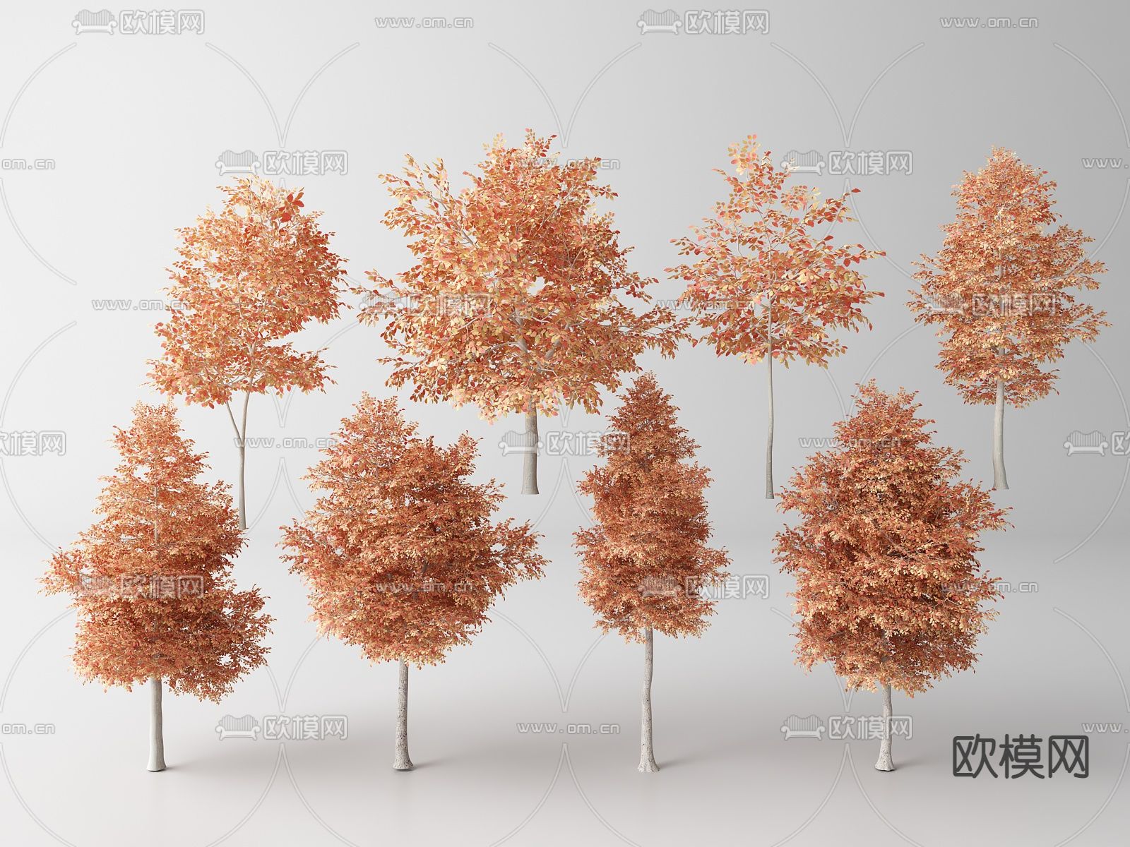 现代景观树 枫树su模型下载（渲染图1）