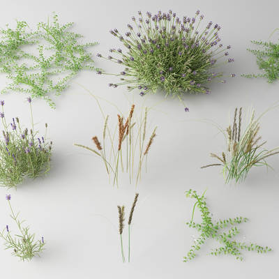  现代花草 野花su模型 