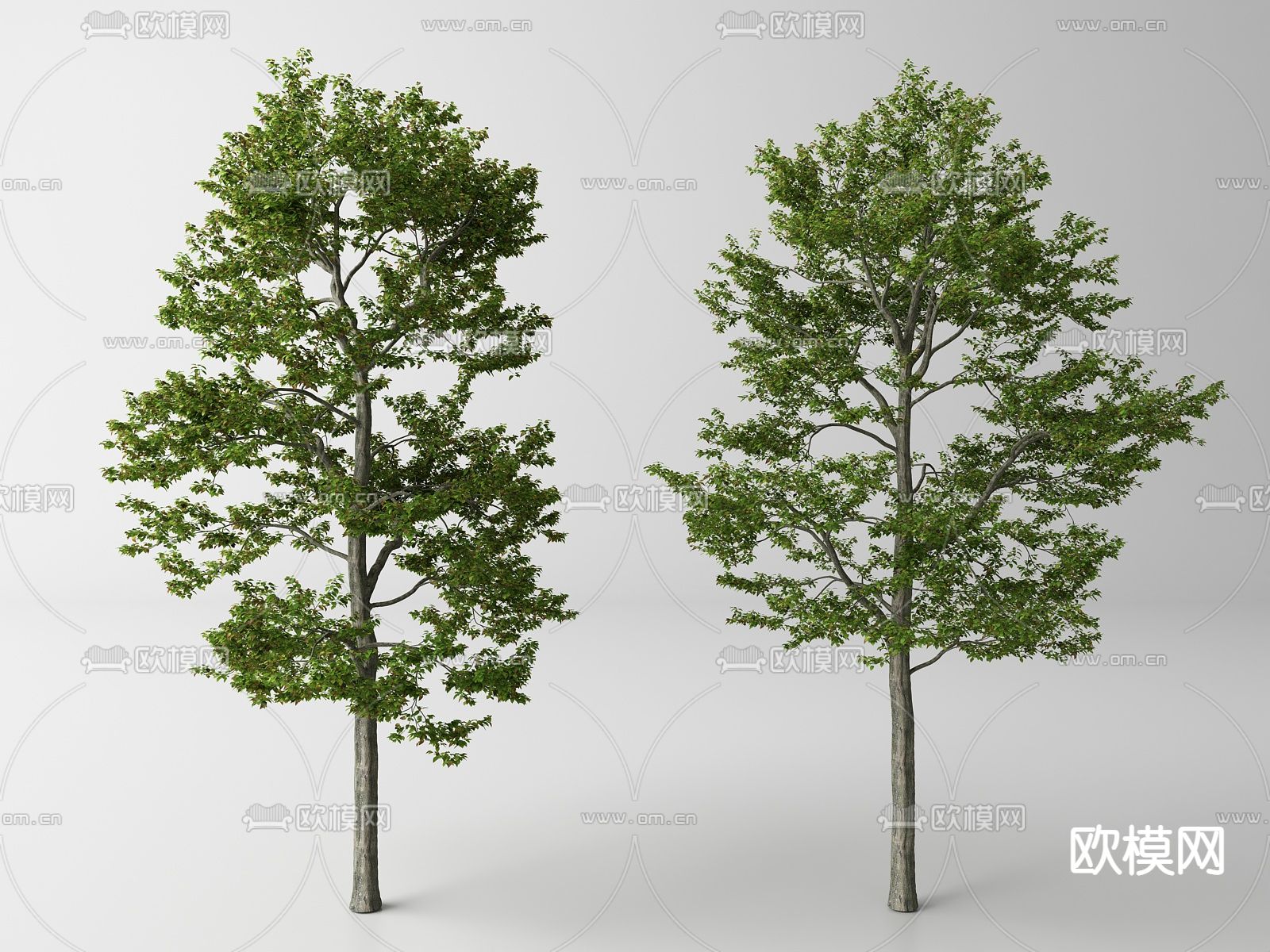 现代景观树 树木su模型下载（渲染图1）