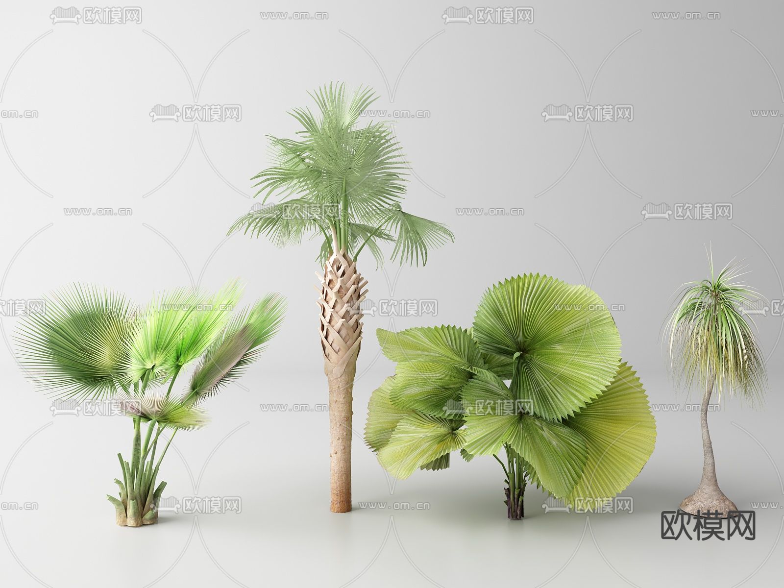 现代棕榈树 热带树木 椰子树su模型下载（渲染图1）