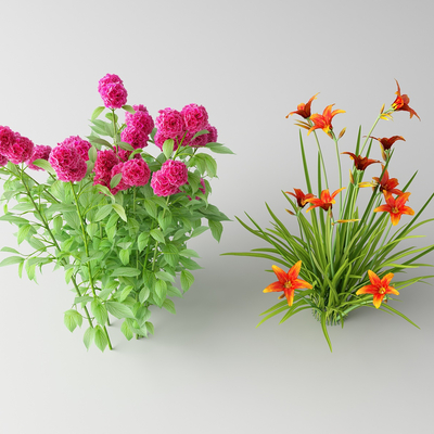  现代花草 野花su模型 