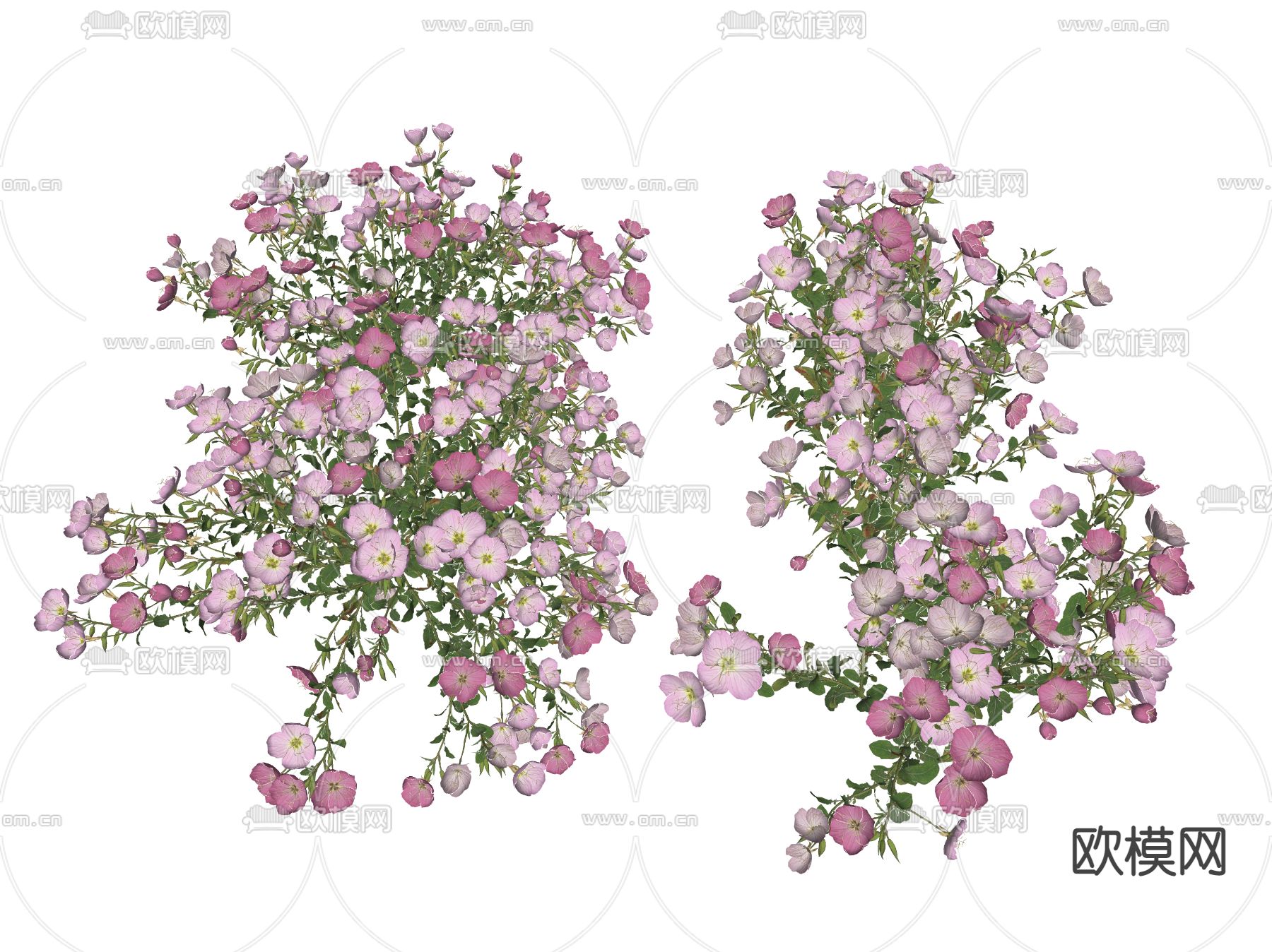 现代花草 野花su模型下载（渲染图2）