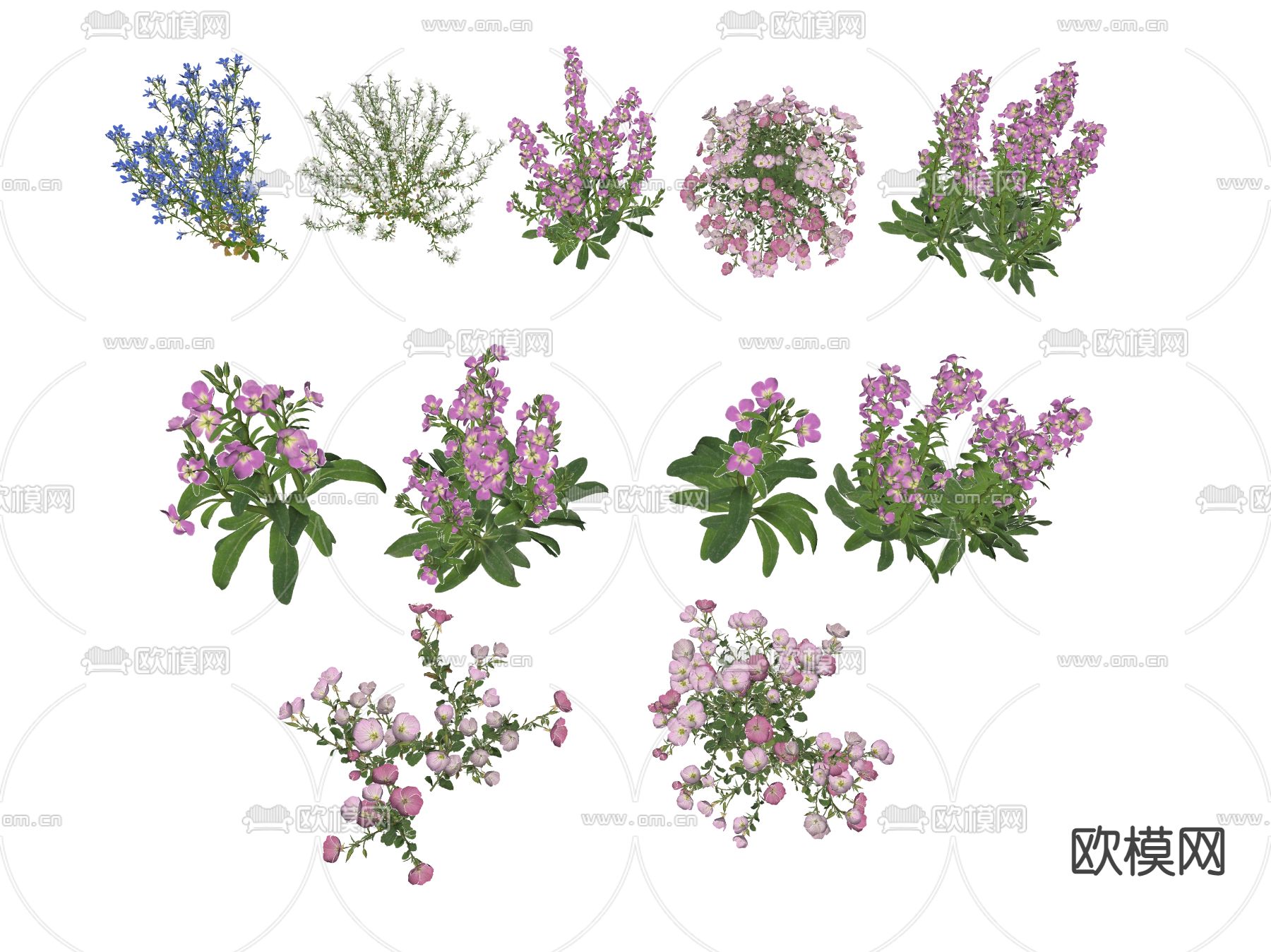 现代花草 野花su模型下载（渲染图2）