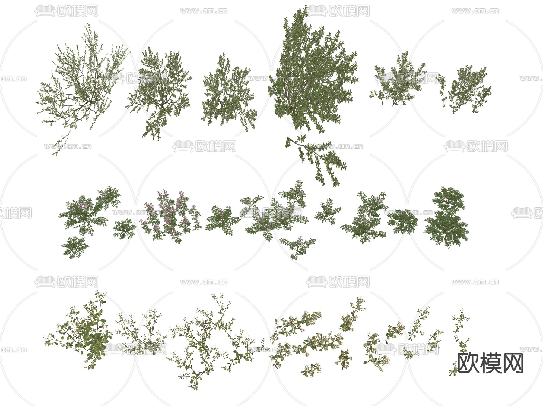 现代花草 野花su模型下载（渲染图2）