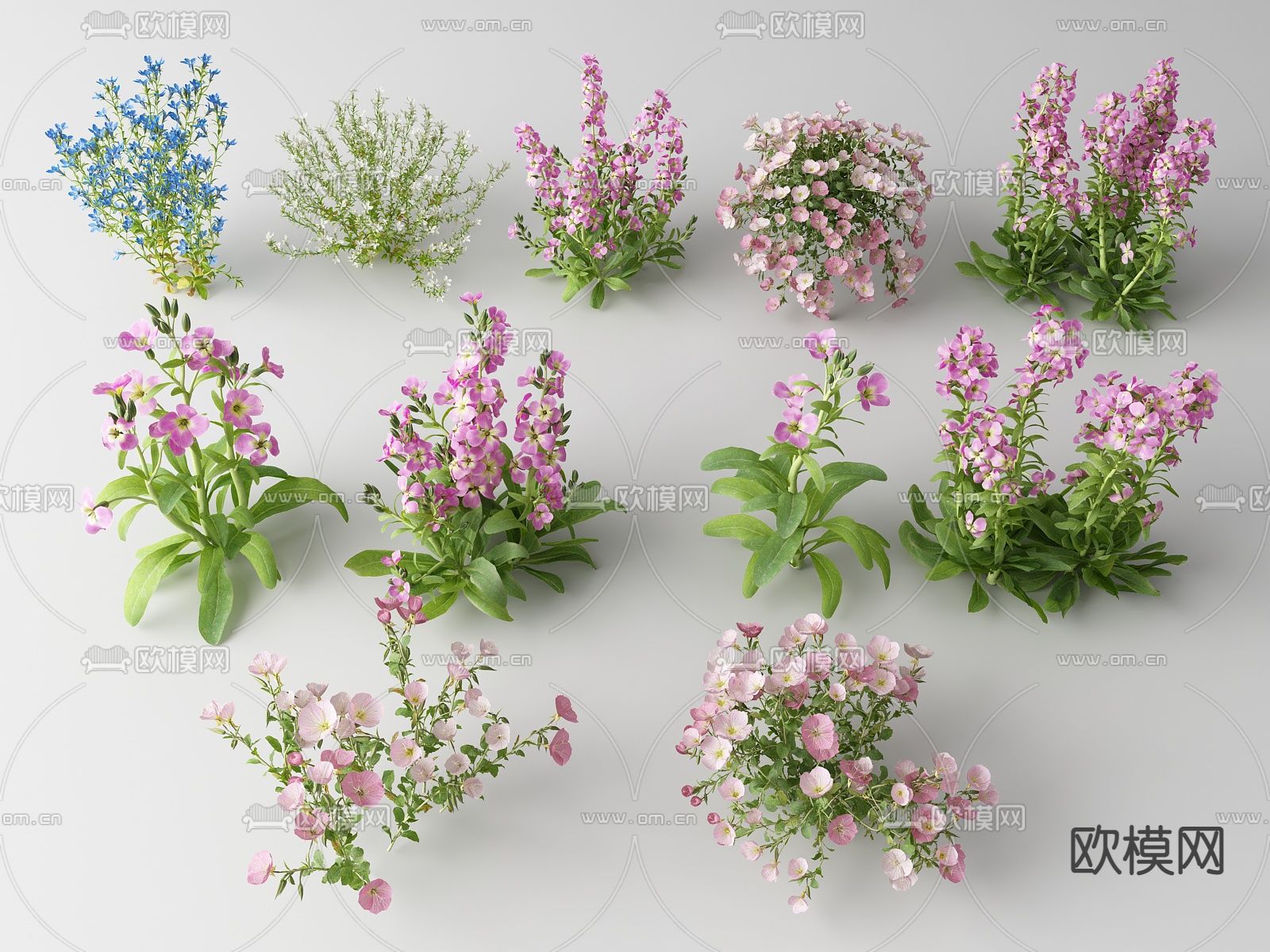 现代花草 野花su模型下载（渲染图1）