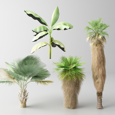  现代棕榈树 热带树木 椰子树su模型 