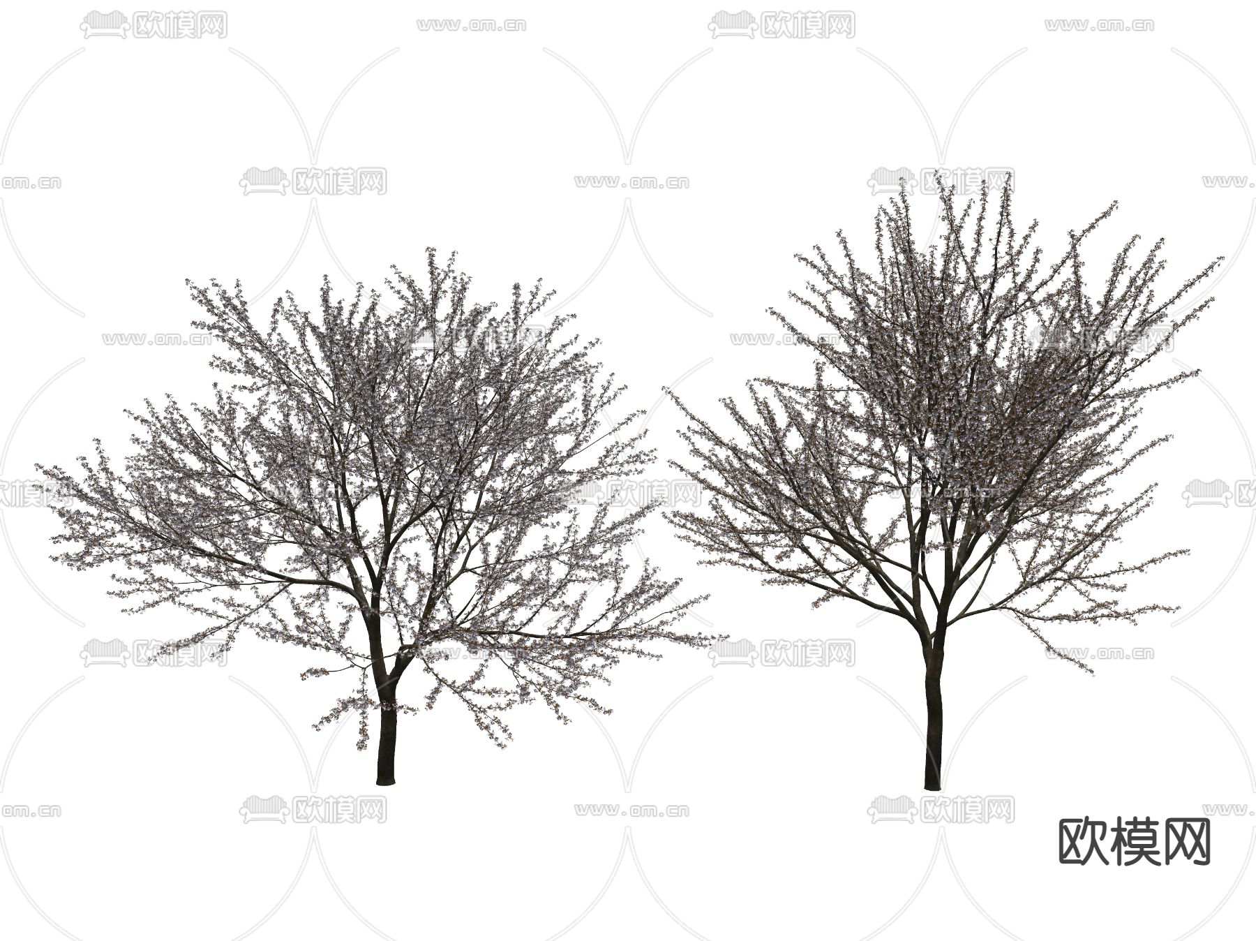 现代景观树 树木su模型下载（渲染图2）