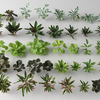  现代花草 绿植草丛su模型 