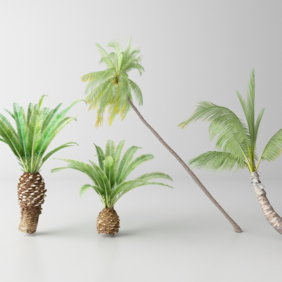  现代棕榈树 热带树木 椰子树su模型 