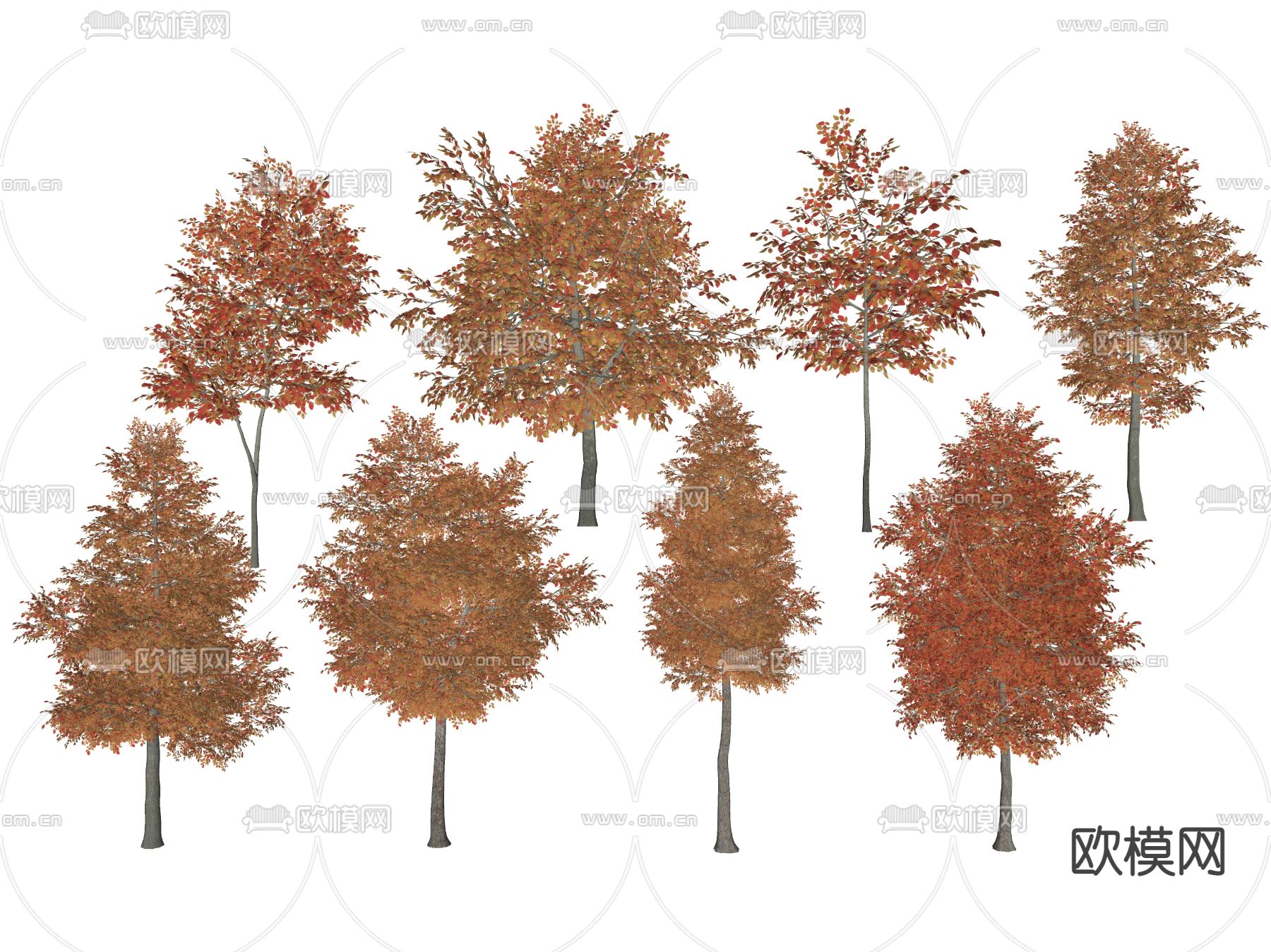 现代景观树 枫树su模型下载（渲染图2）