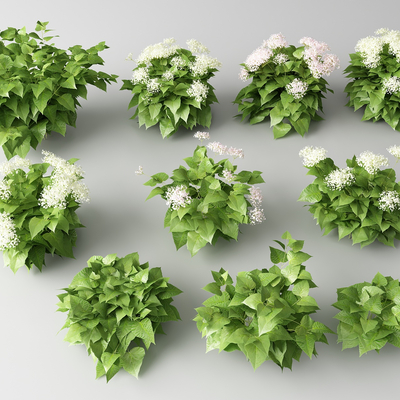  现代花草 野花su模型 