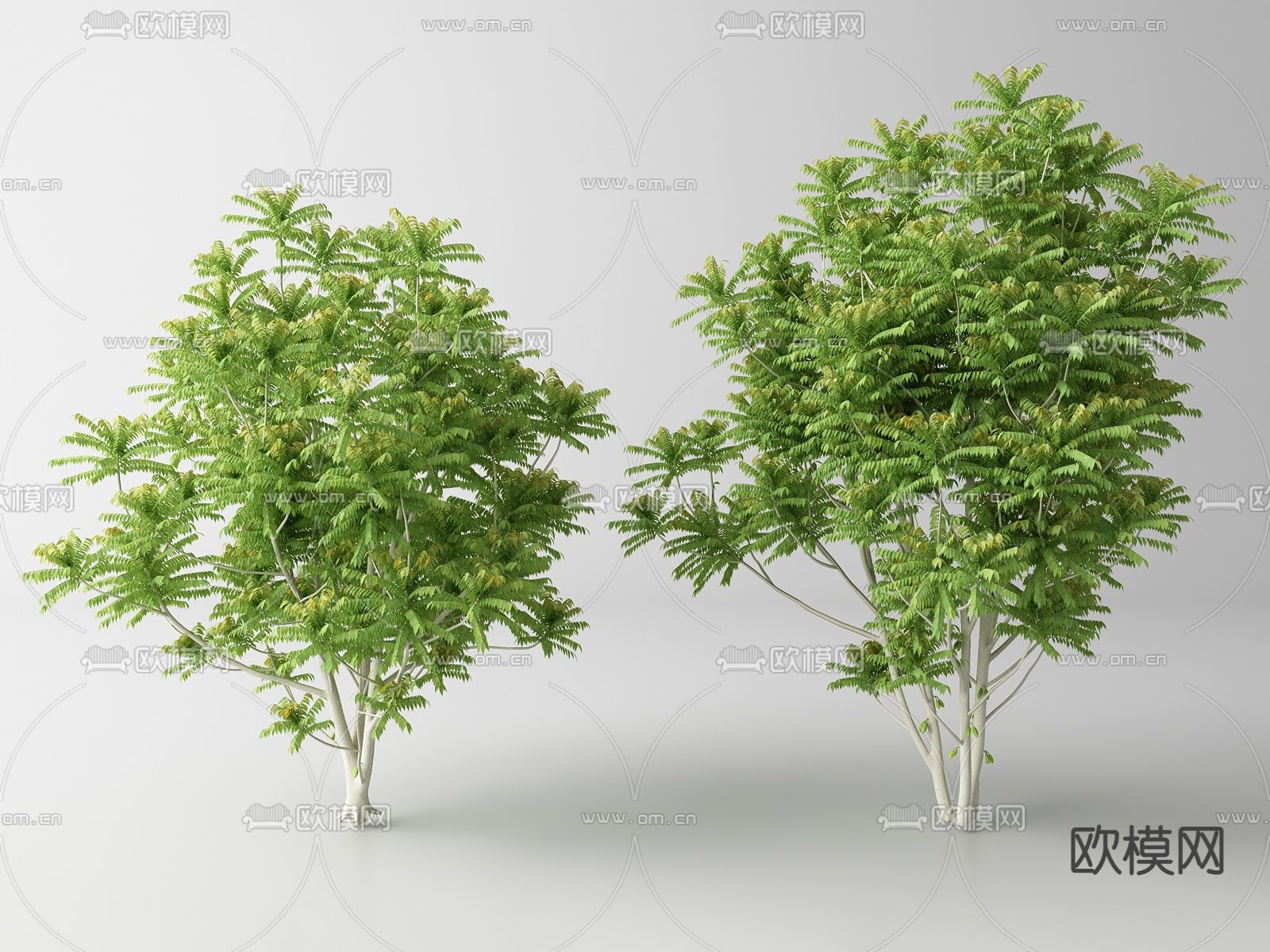 现代景观树 树木 乔木su模型下载（渲染图1）