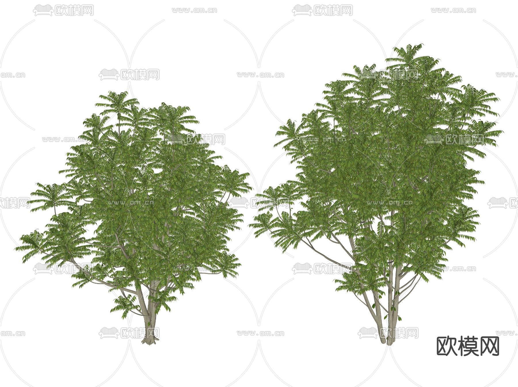 现代景观树 树木 乔木su模型下载（渲染图2）