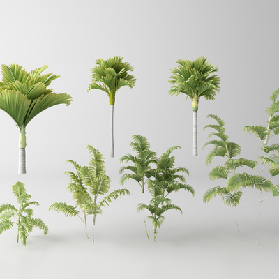  现代沙滩棕榈树su模型 