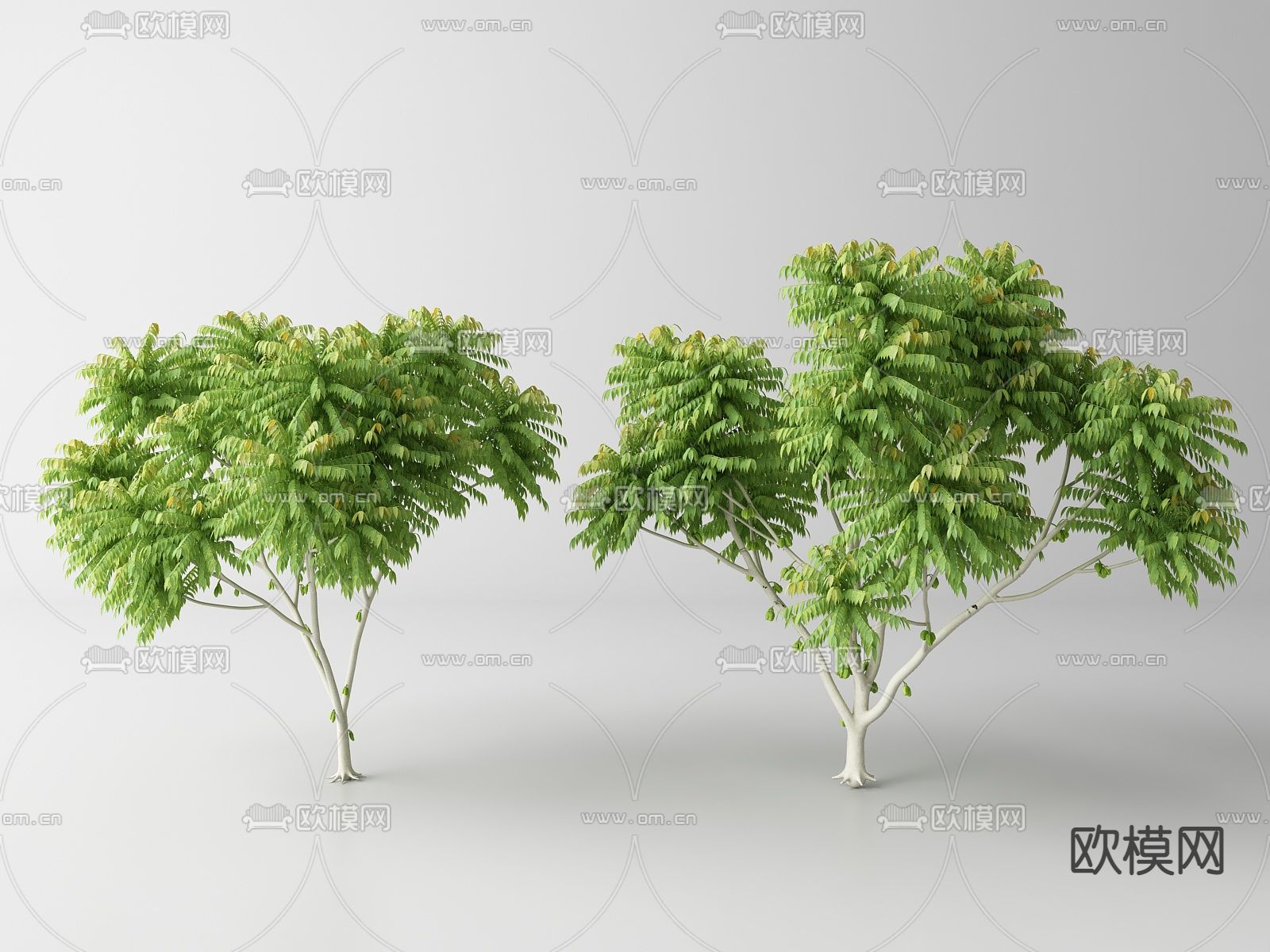 现代景观树 树木 乔木su模型下载（渲染图1）