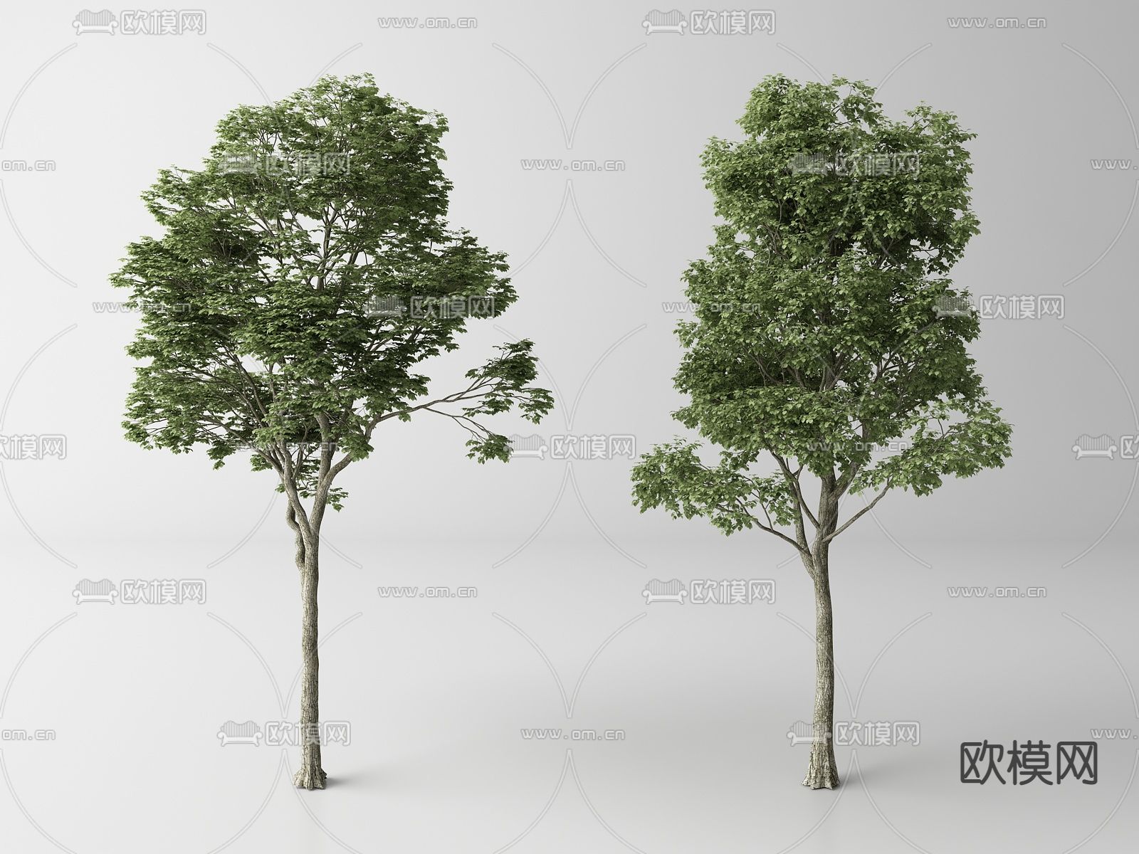 现代景观树 树木su模型下载（渲染图1）