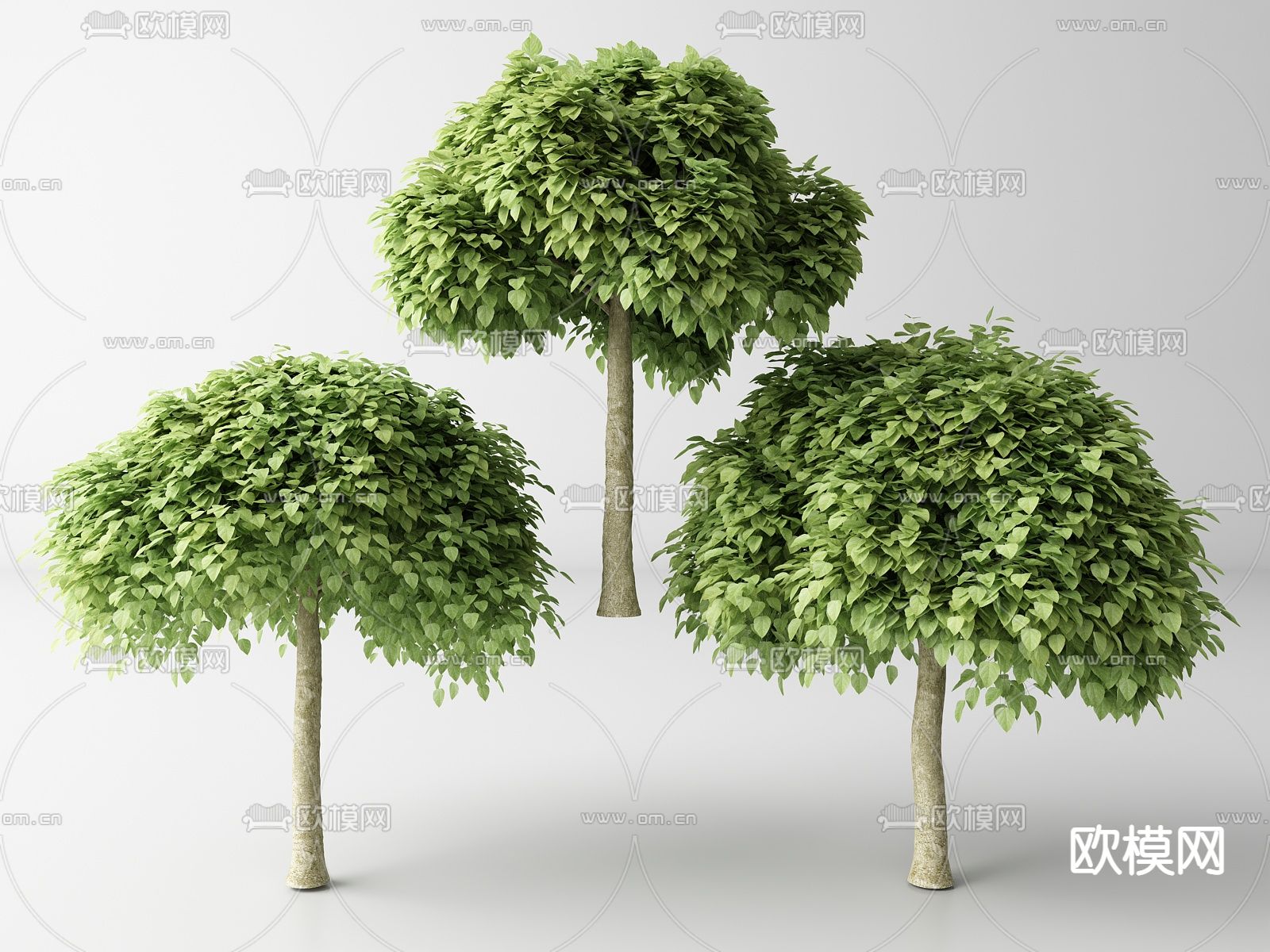 现代景观树 树木su模型下载（渲染图1）