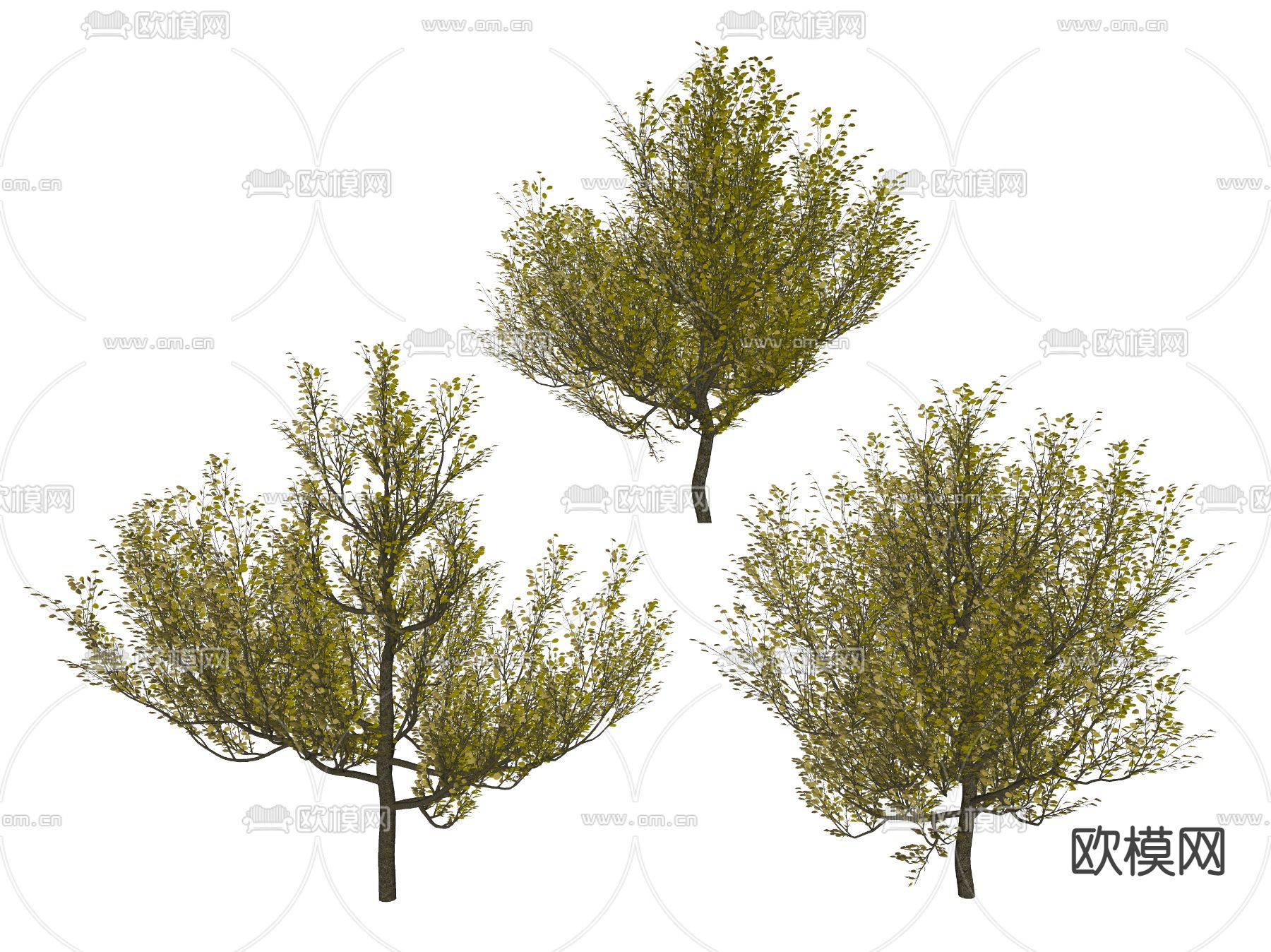 现代景观树 树木 园林树su模型下载（渲染图2）