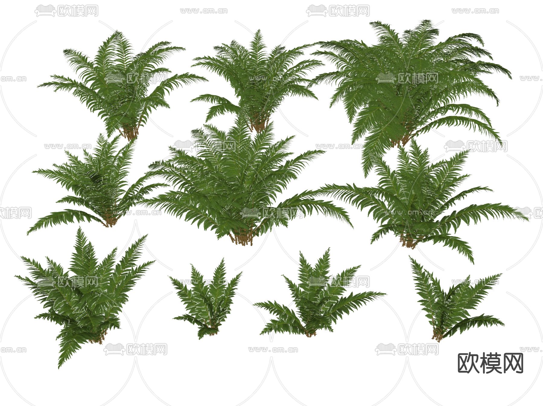 低矮棕榈 灌木su模型下载（渲染图2）