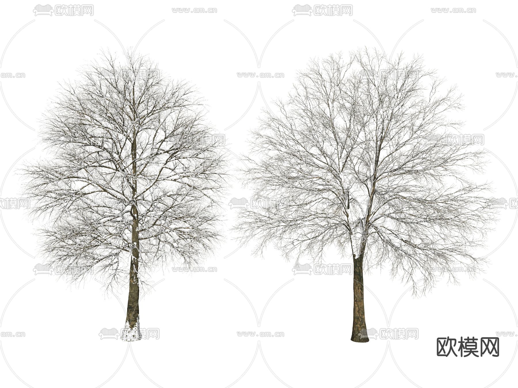 雪松 枯树 冬季树su模型下载（渲染图1）