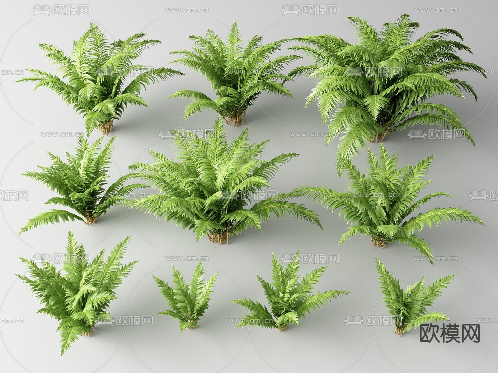 低矮棕榈 灌木su模型下载（渲染图1）