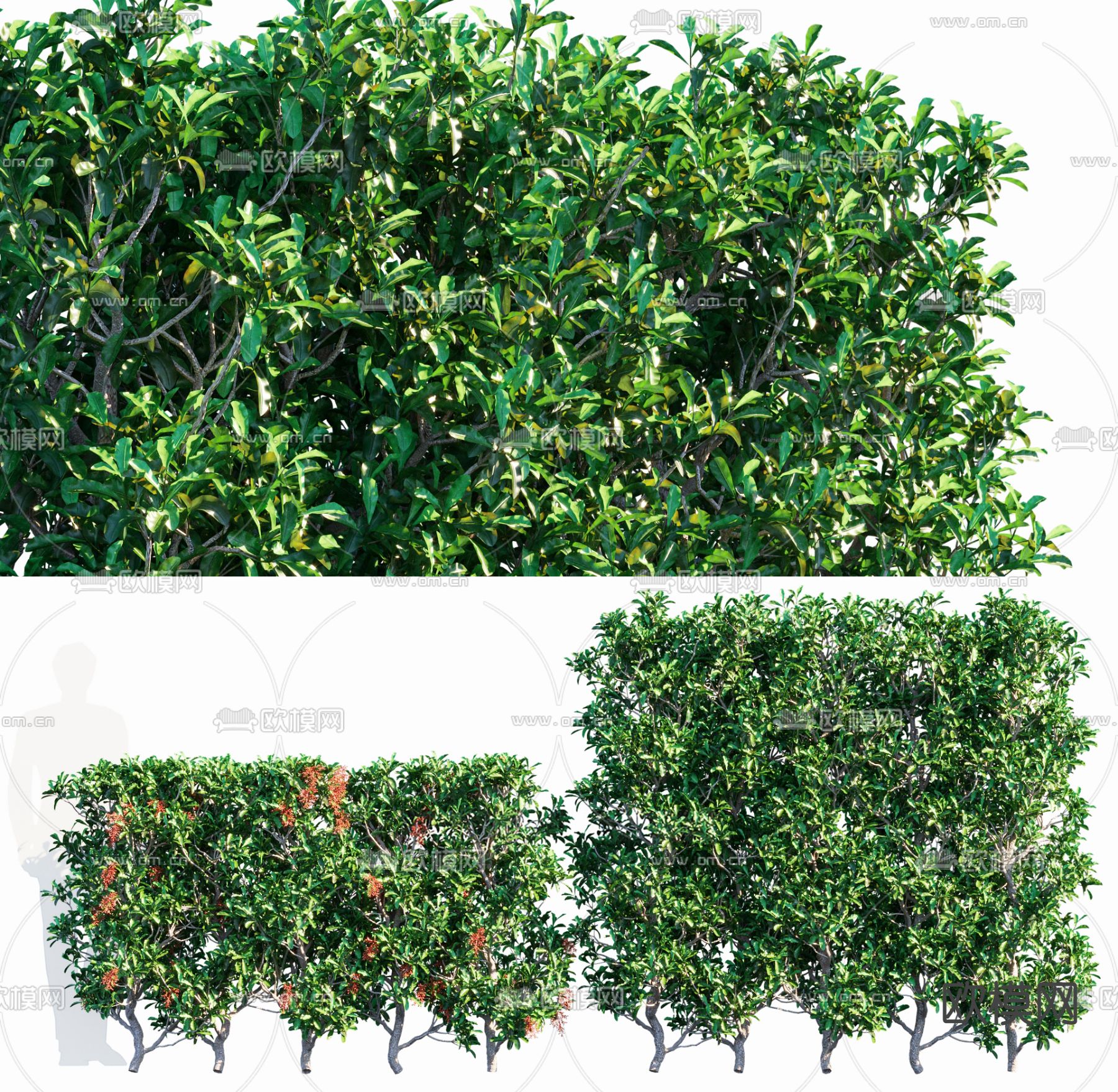 珊瑚树 冬青 灌木3d模型下载