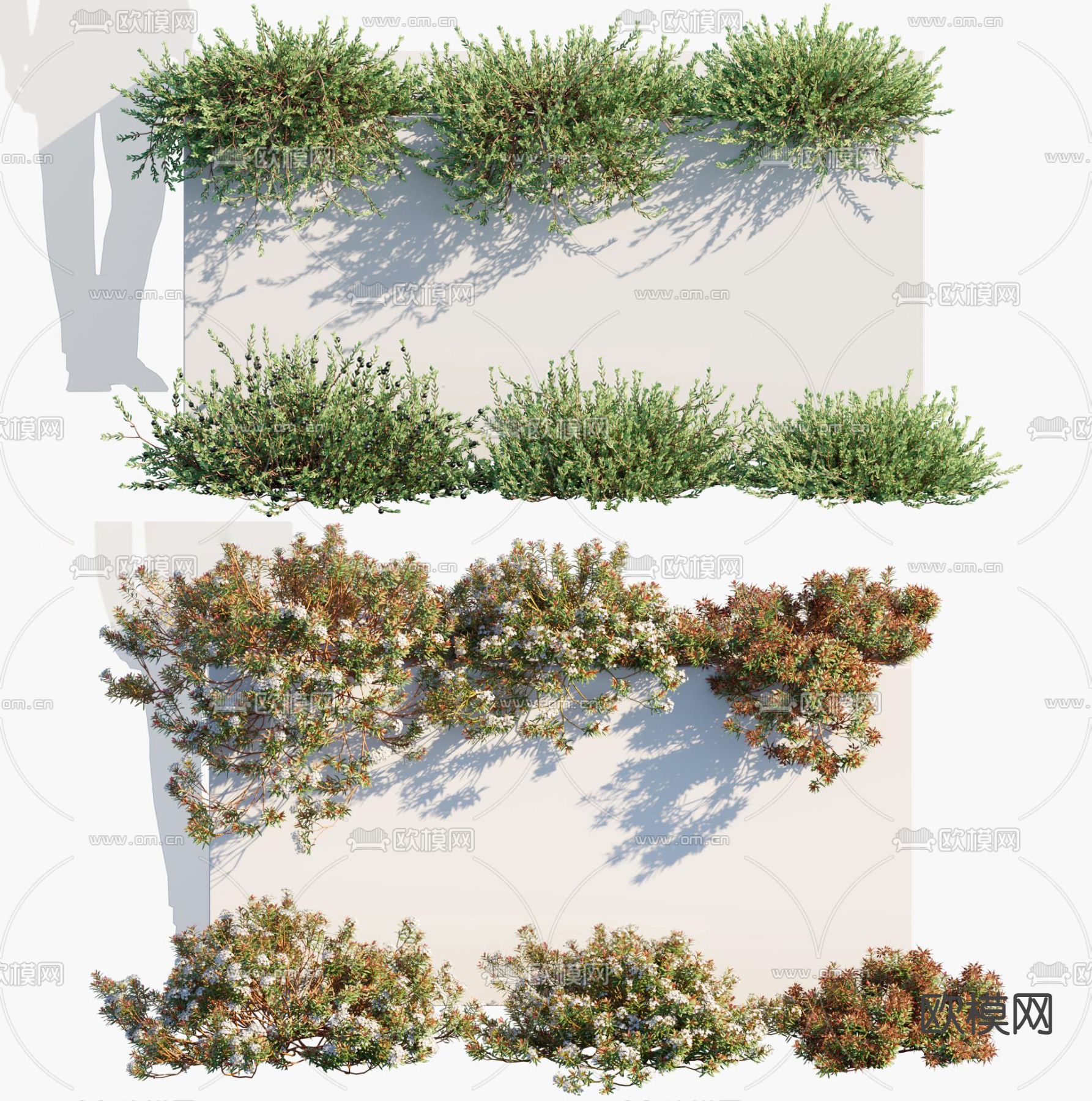 岩高兰 小叶杜香 灌木 藤蔓3d模型下载