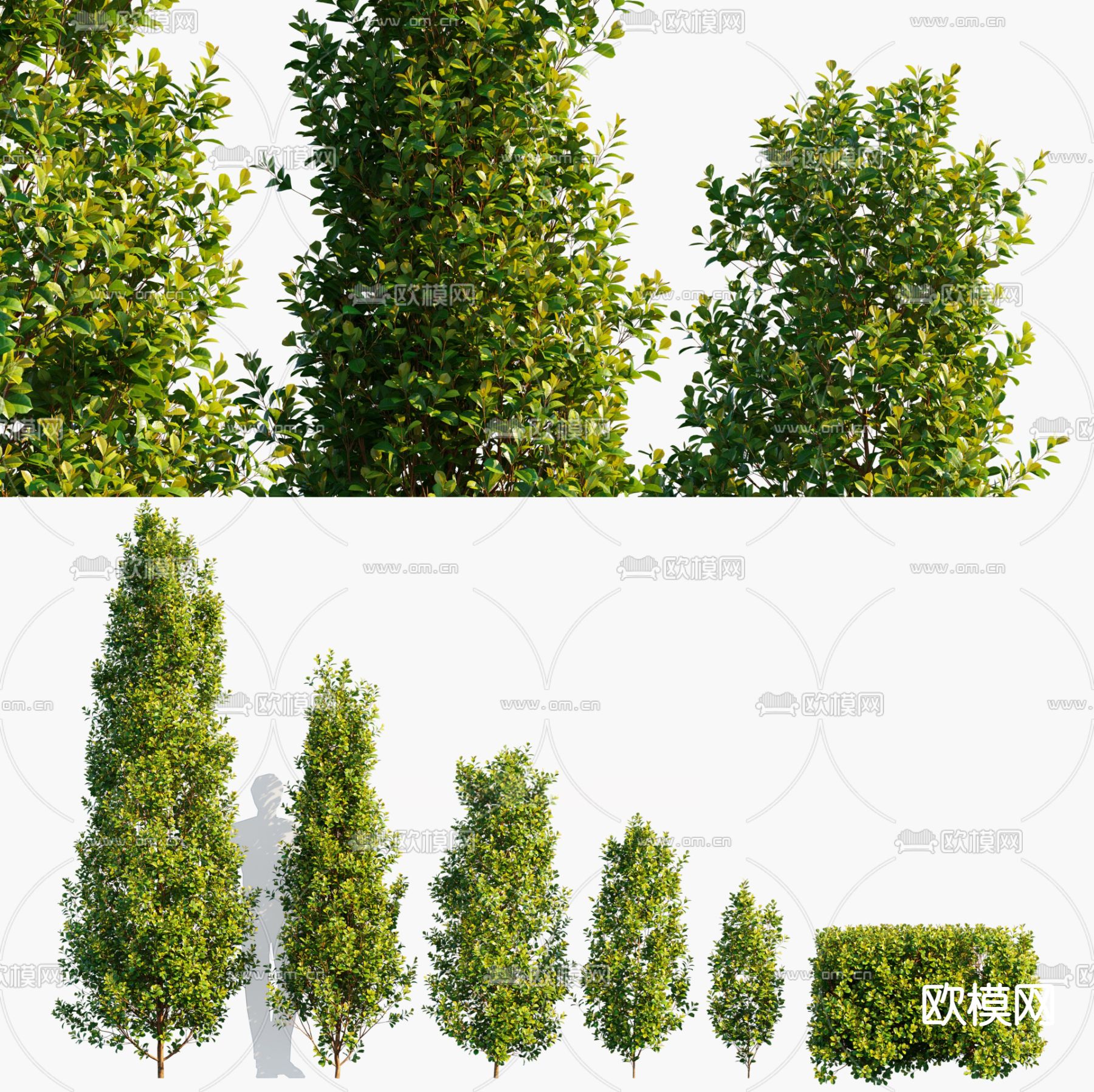 圆锥蒲桃树 灌木 树木3d模型下载