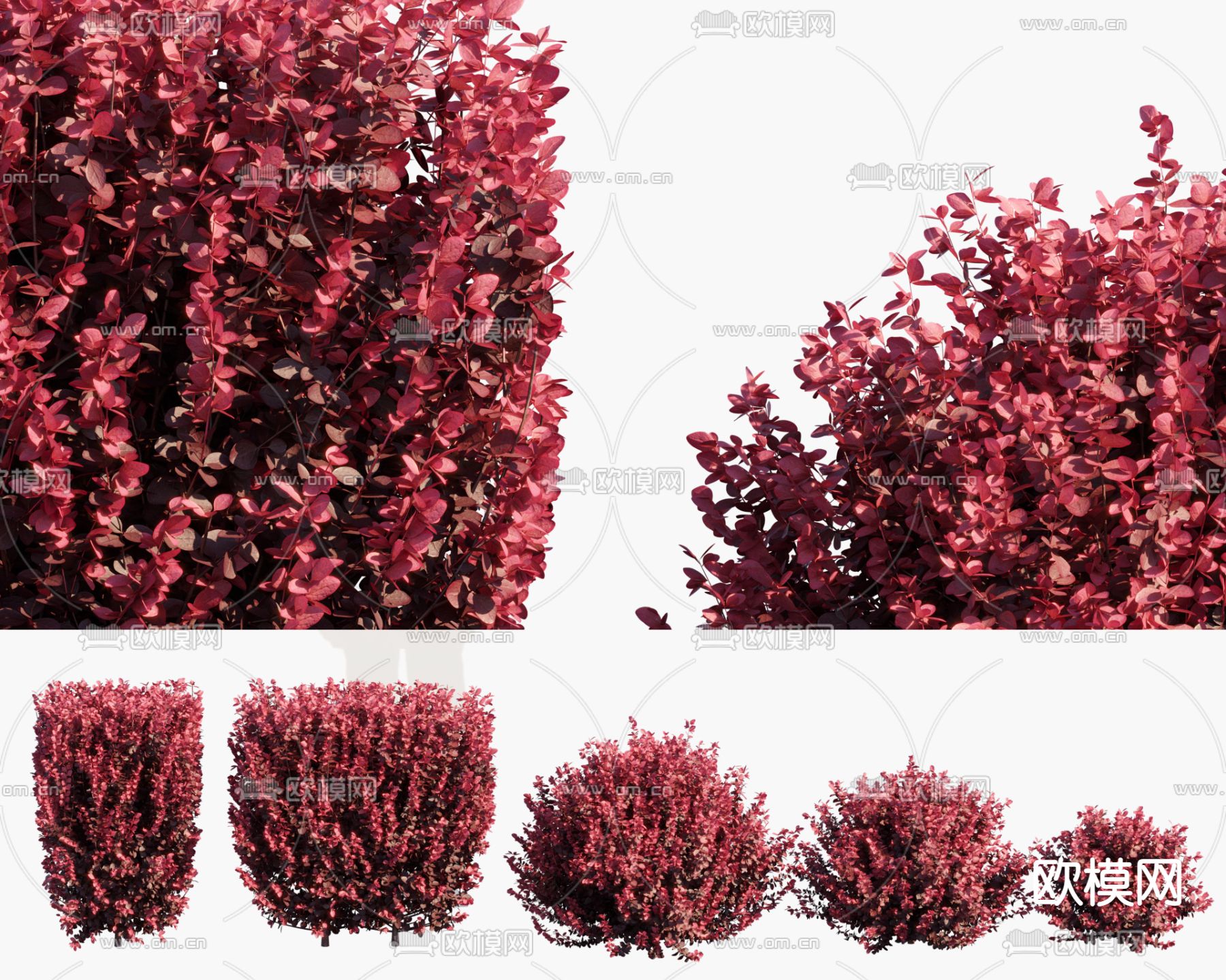 紫叶灌木 灌木 绿篱3d模型下载