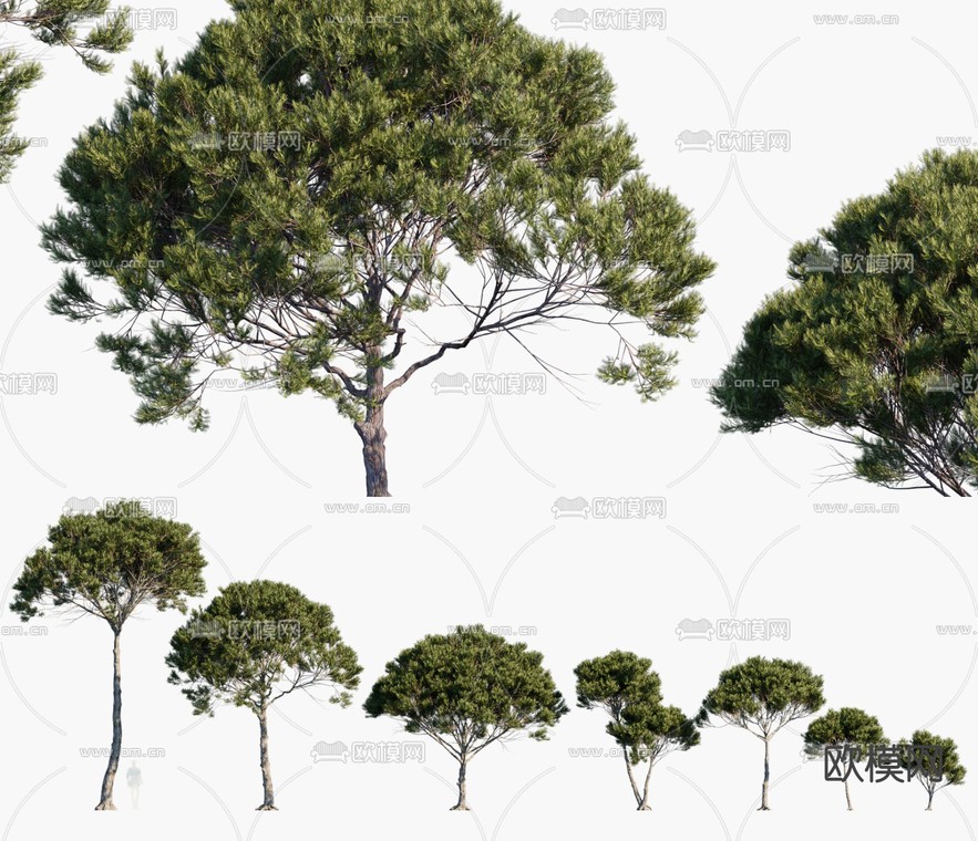 伞松树 景观树 树木3d模型下载_ID14059152_3dmax免费模型-欧模网