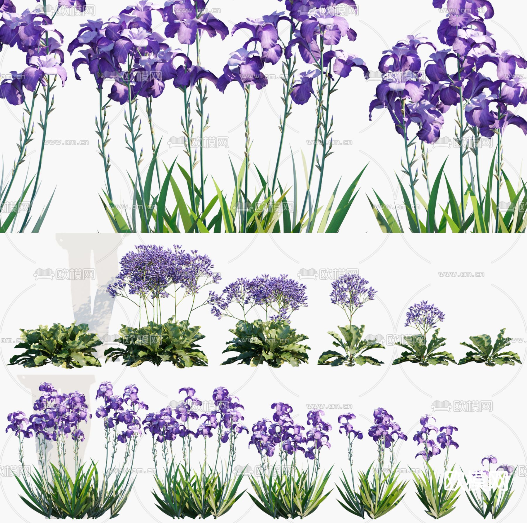 香根鸢尾 补血草 花草3d模型下载