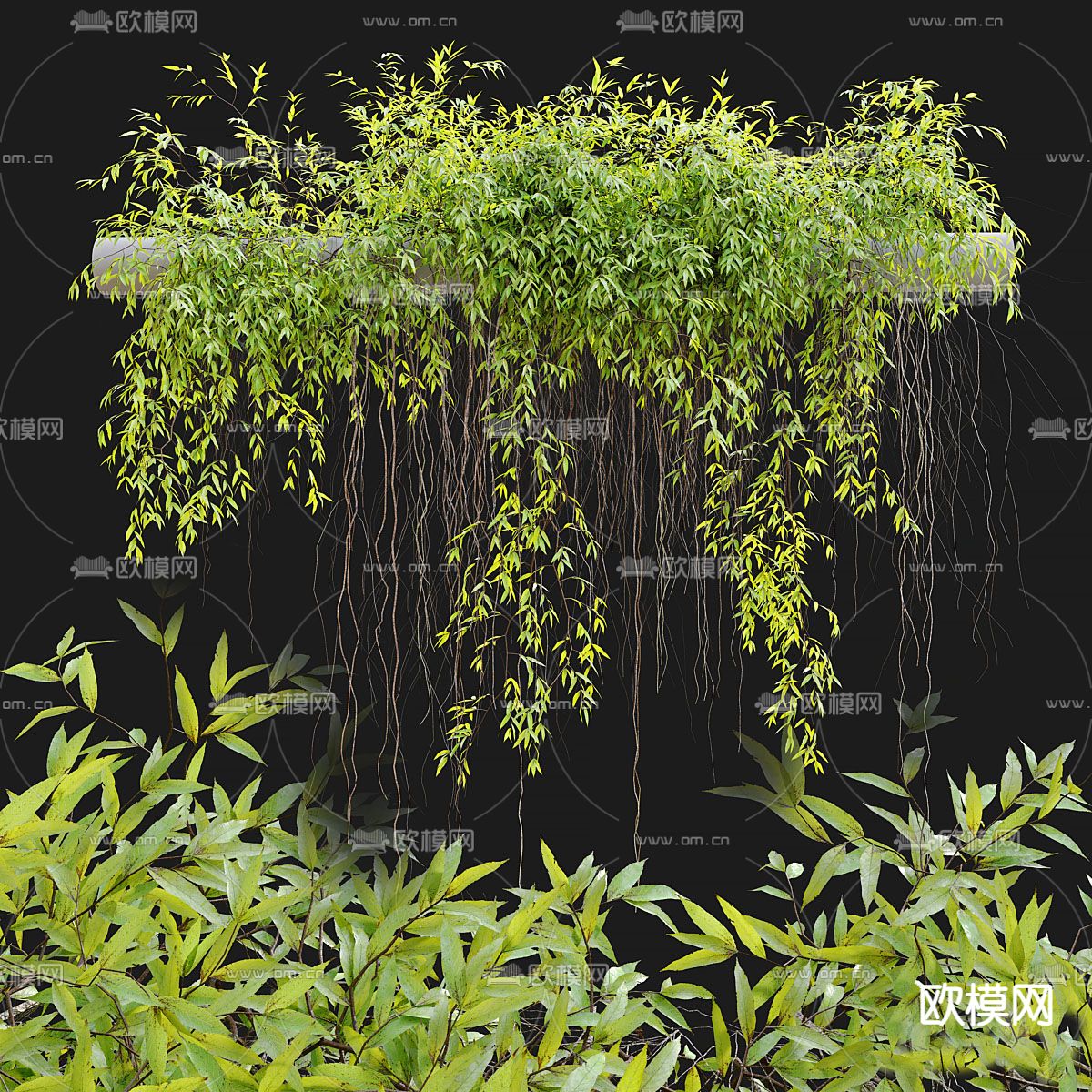 爬藤 藤蔓 爬墙虎3d模型下载