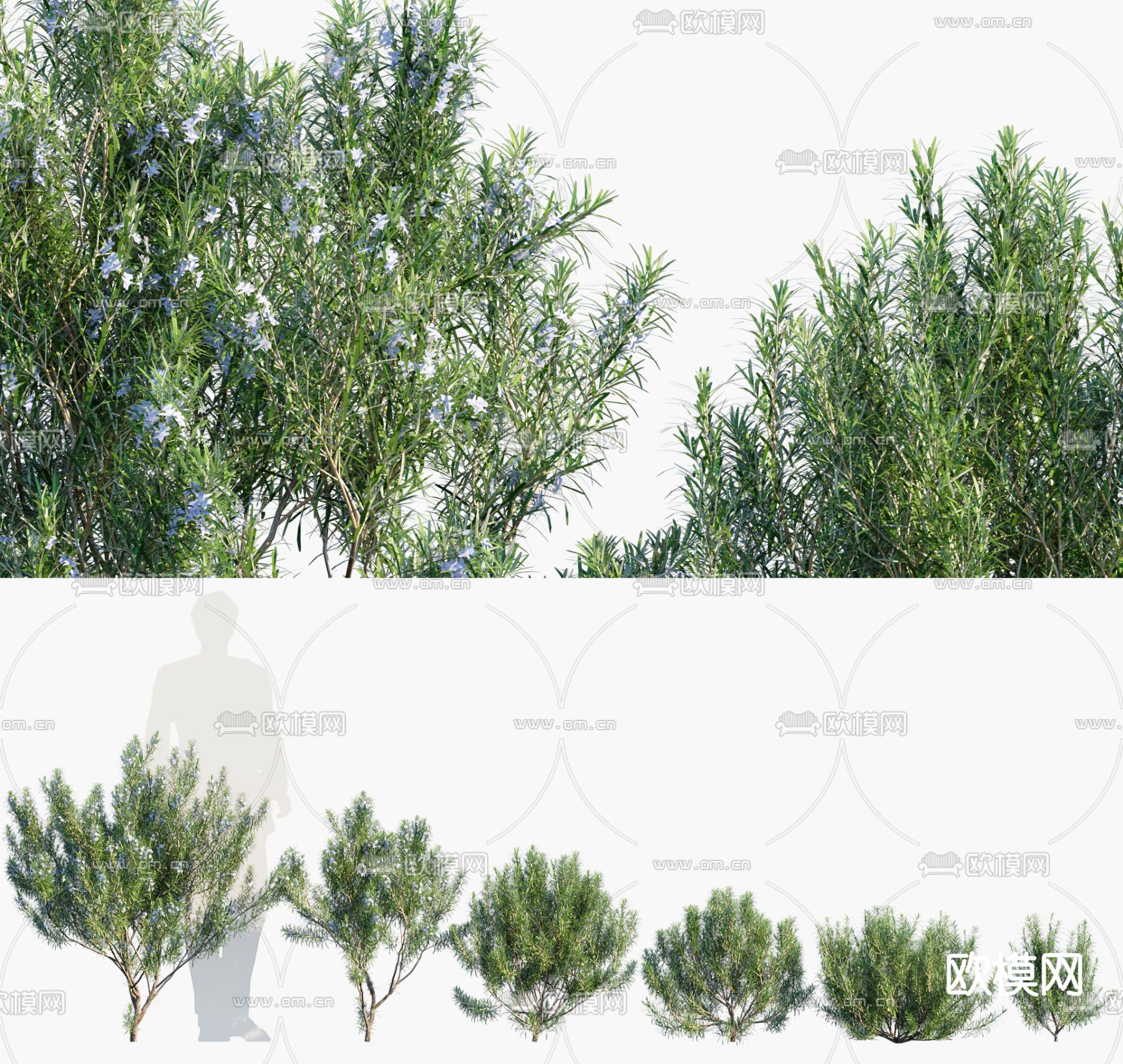 迷蝶香 灌木 植物3d模型下载