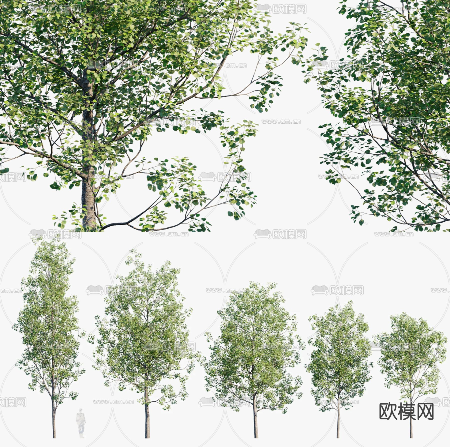 山杨树 大树 景观树3d模型下载_ID14061195_3dmax免费模型-欧模网