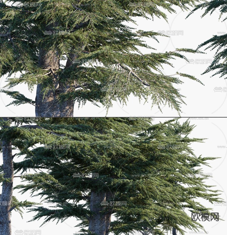 雪松 松树 景观树 大树3d模型下载_ID14061187_3dmax免费模型-欧模网