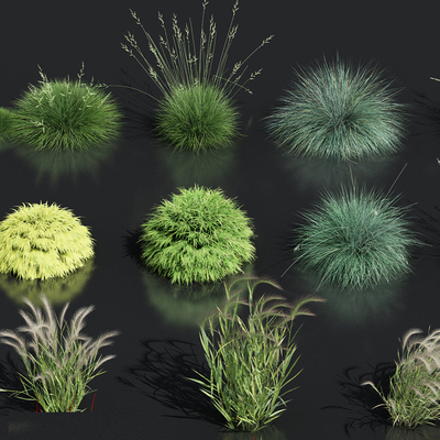  羽毛草芦苇花草su模型 