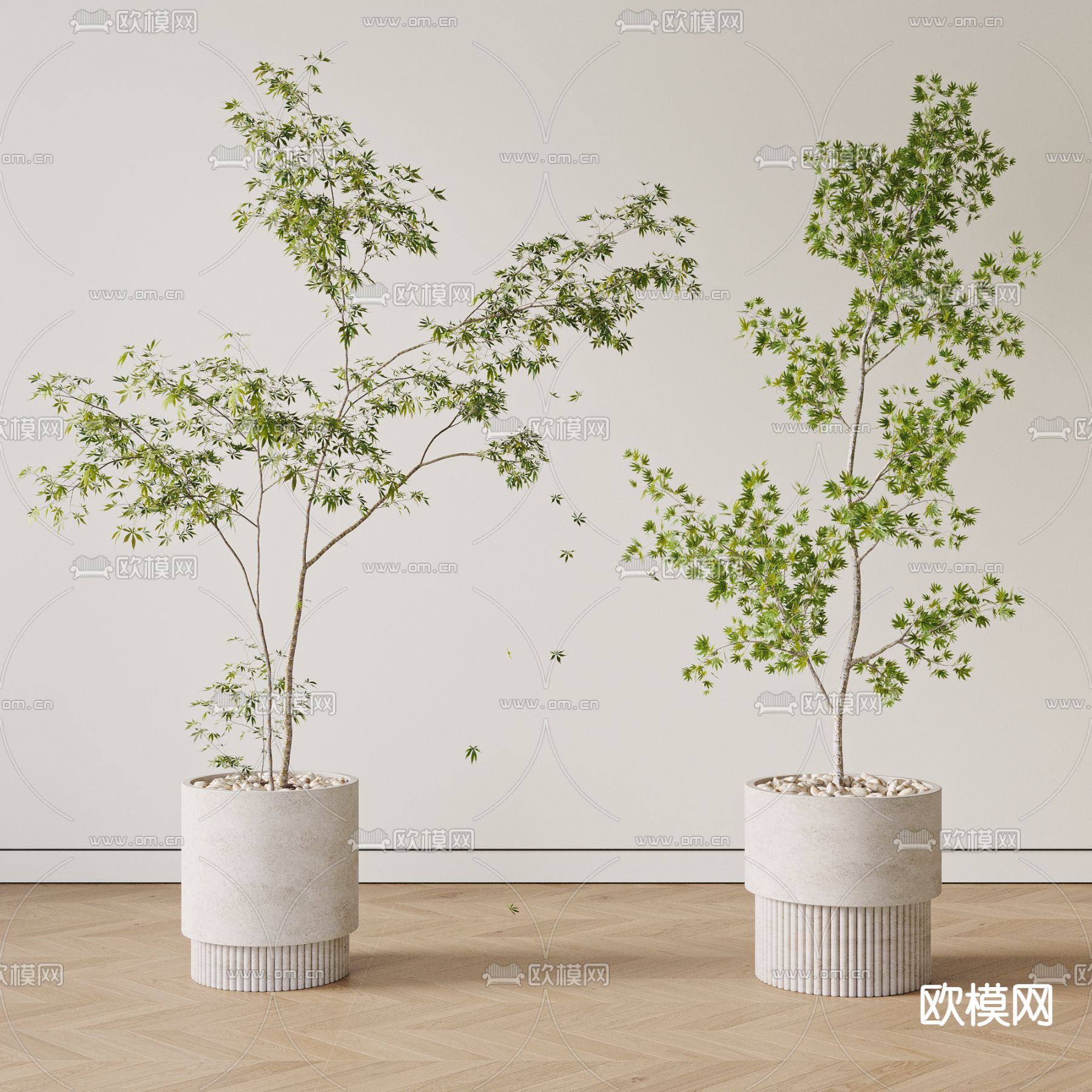 五角枫 盆栽 盆景3d模型下载_ID14067205_3dmax免费模型-欧模网